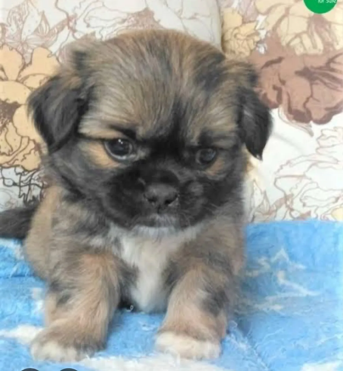 Filhote de Shih Tzu para adoção!