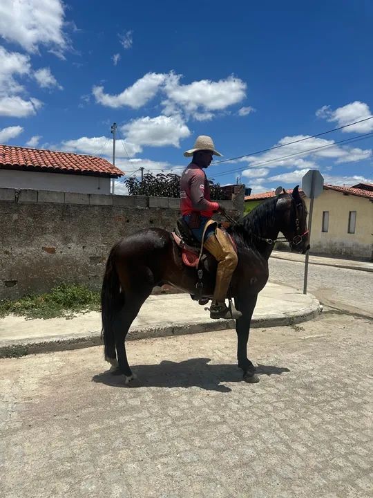 Cavalo Mangalarga Marchador  - Foto 3
