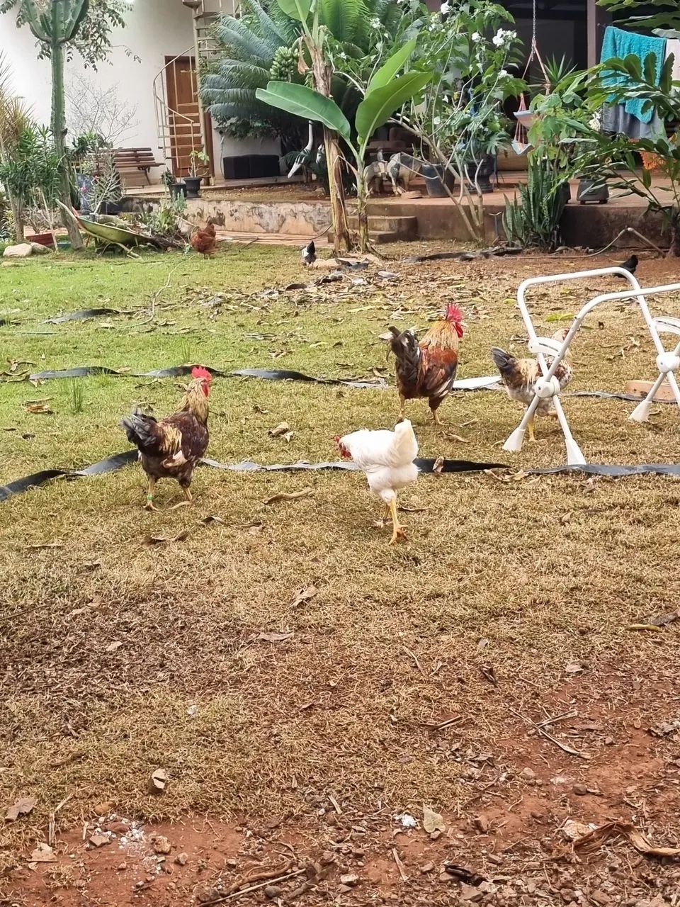 ? Lote de Aves Diversificado - Galinhas, Frangos, Galo e Pintinhos (Desconto no Lote)<br> - Foto 2