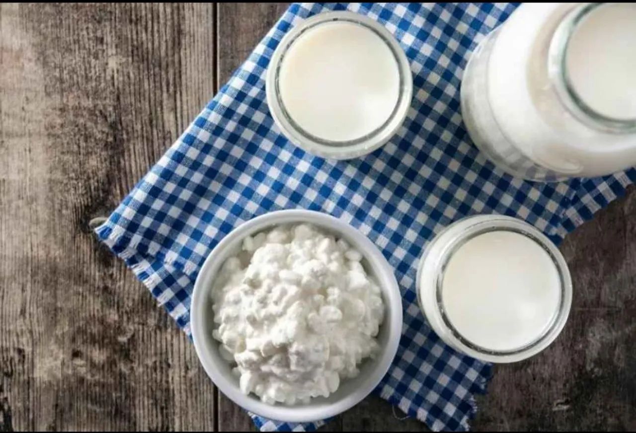 Kefir de Leite - muda congelada  - Foto 2