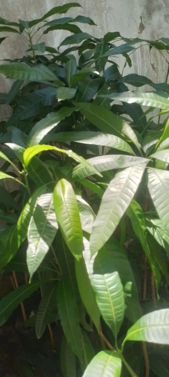 Mudas de banana da terra , parreira e cacau - Foto 3