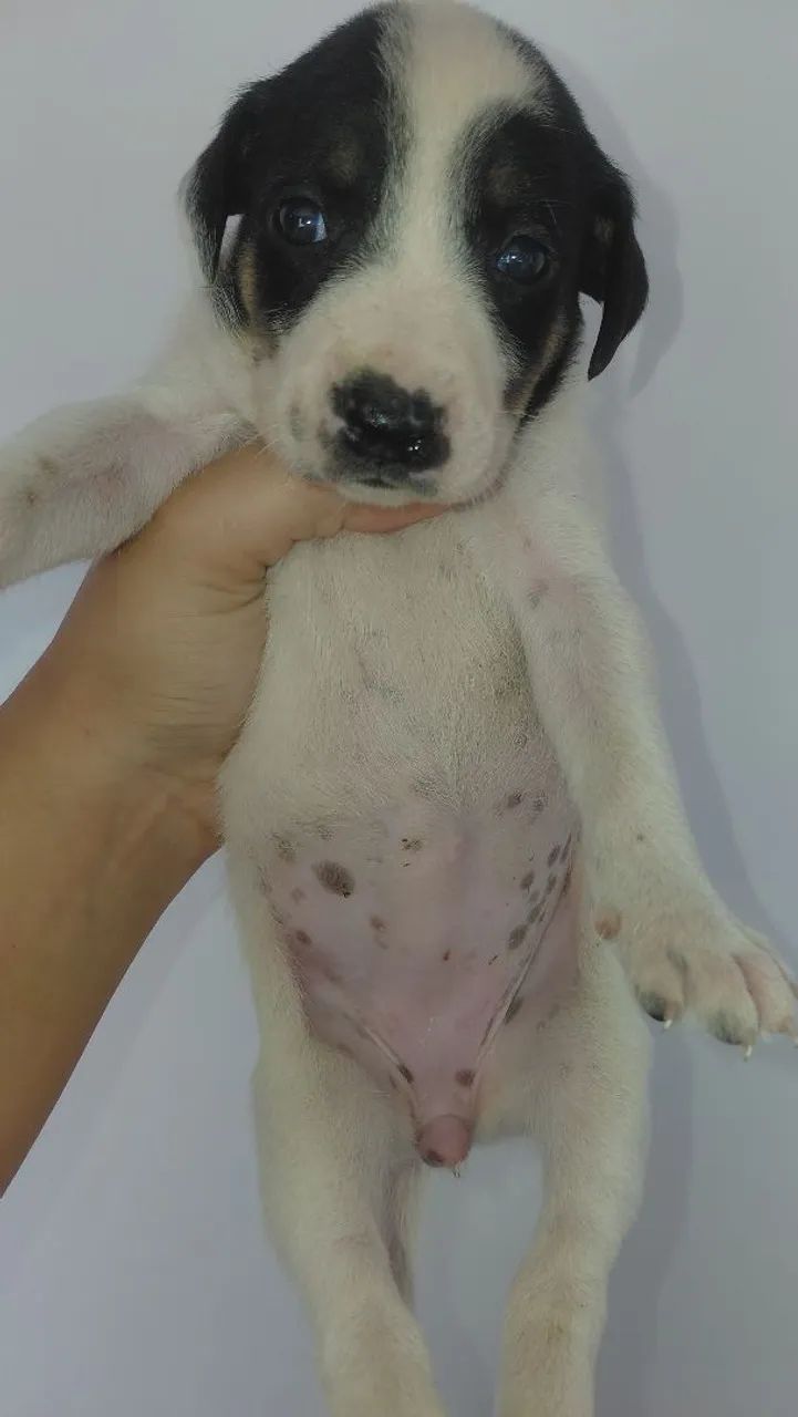 Adoção  - Foto 3