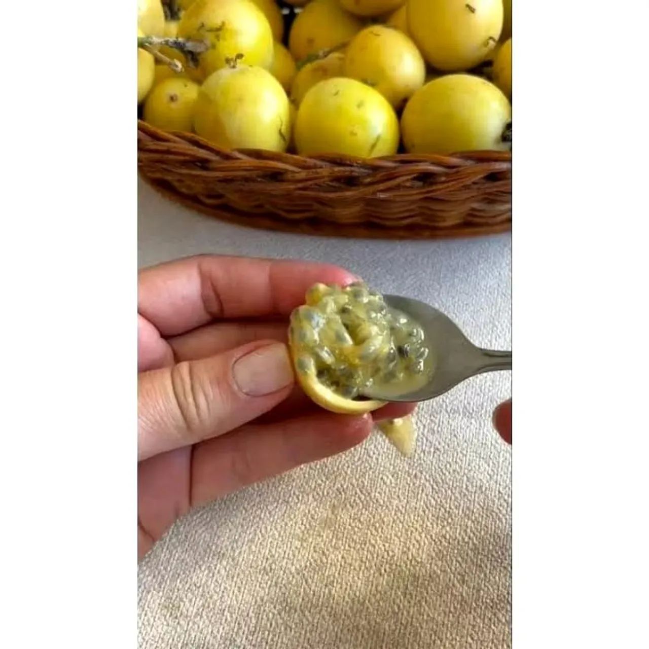 Muda de Mini Maracujá  Saudável e Pronta para Plantar - Foto 2