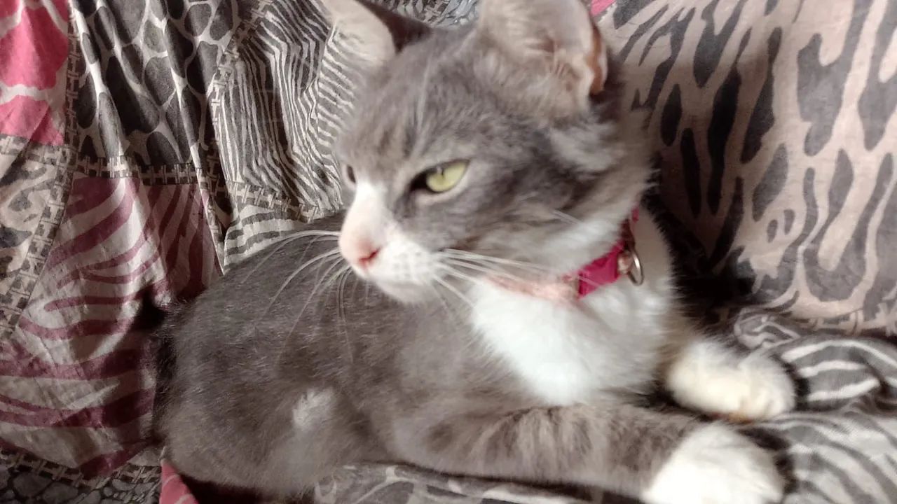 Gata cinza peluda - Foto 3
