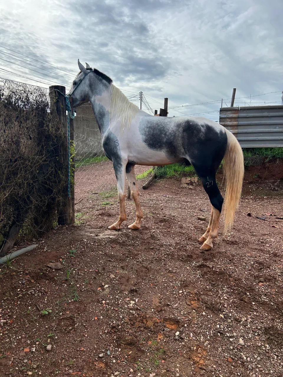 Cavalo Manga Larga Marchador