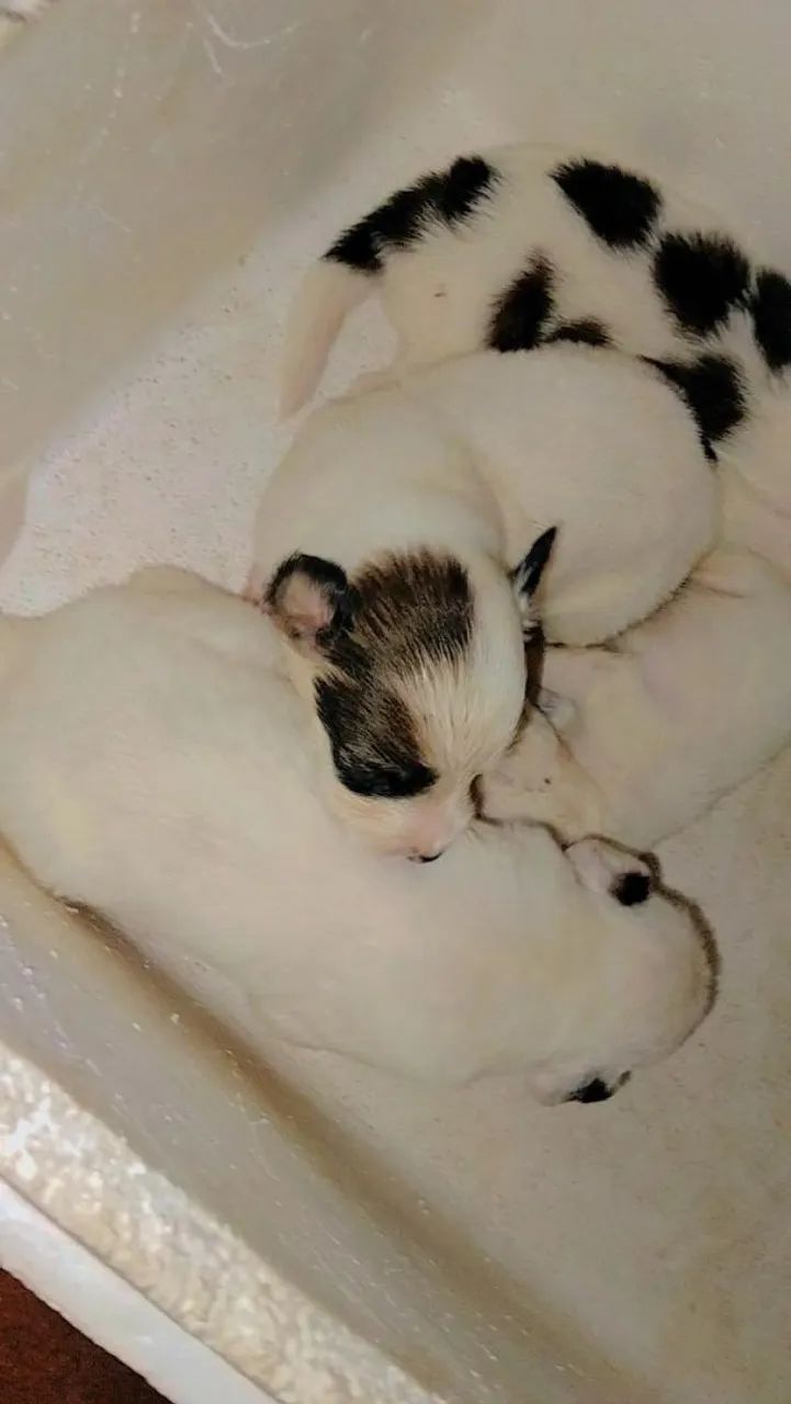Doação de Cachorros 