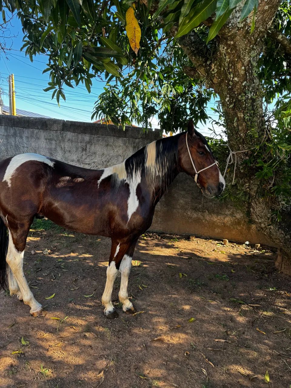 Cavalo 