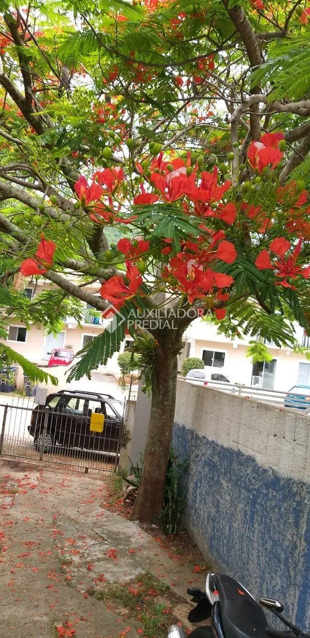 Casa à venda, moradia e renda extra, Rio Tavares, FLORIANÓPOLIS - SC - Foto 4