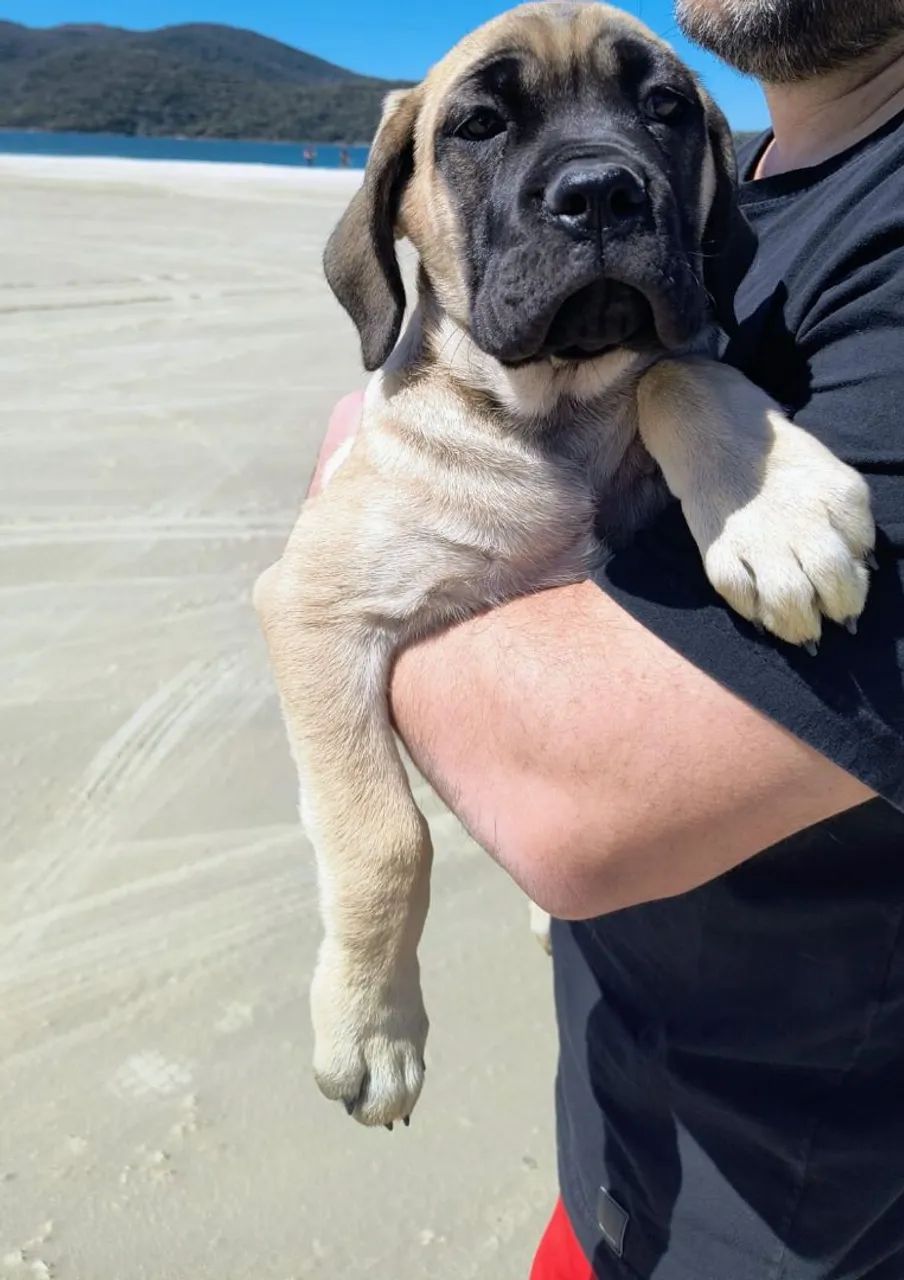 Filhotes de cane corso com pedigree  - Foto 4