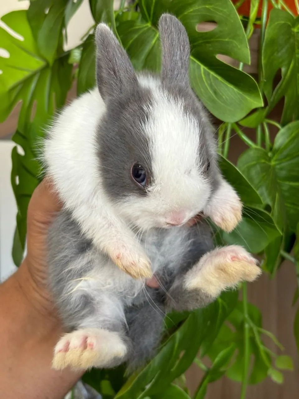 MINI COELHOS - Foto 4