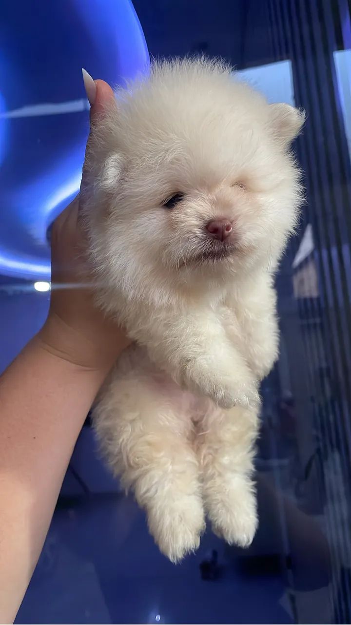 Cachorro