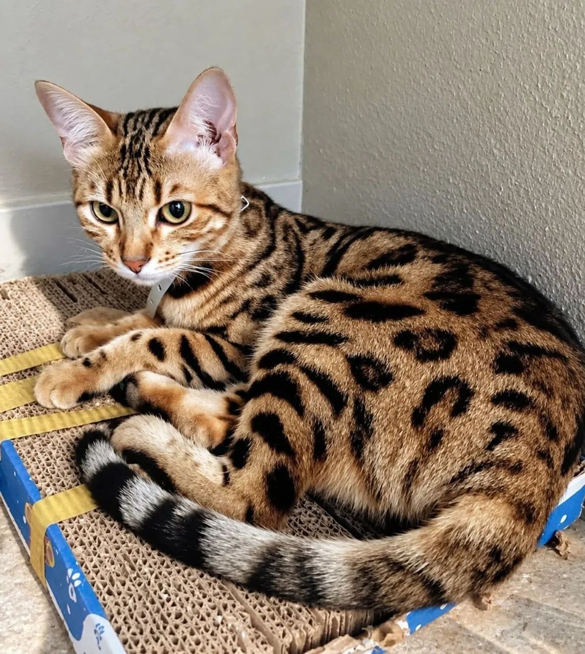 Gato Bengal  - Foto 5