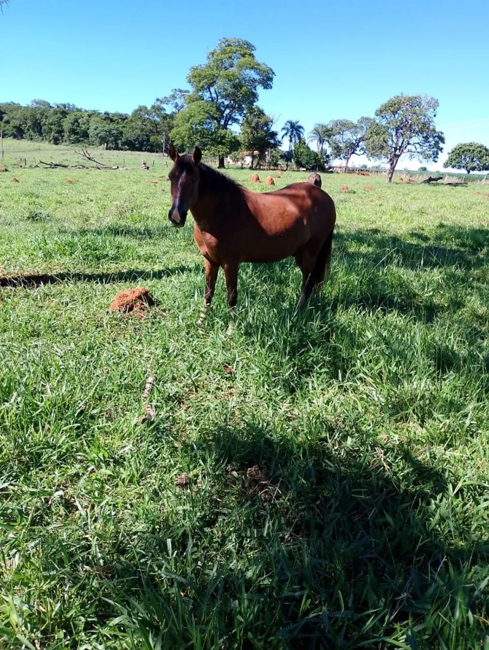 CAVALO MANGALARGA MACHADOR - 6ANOS - Foto 4