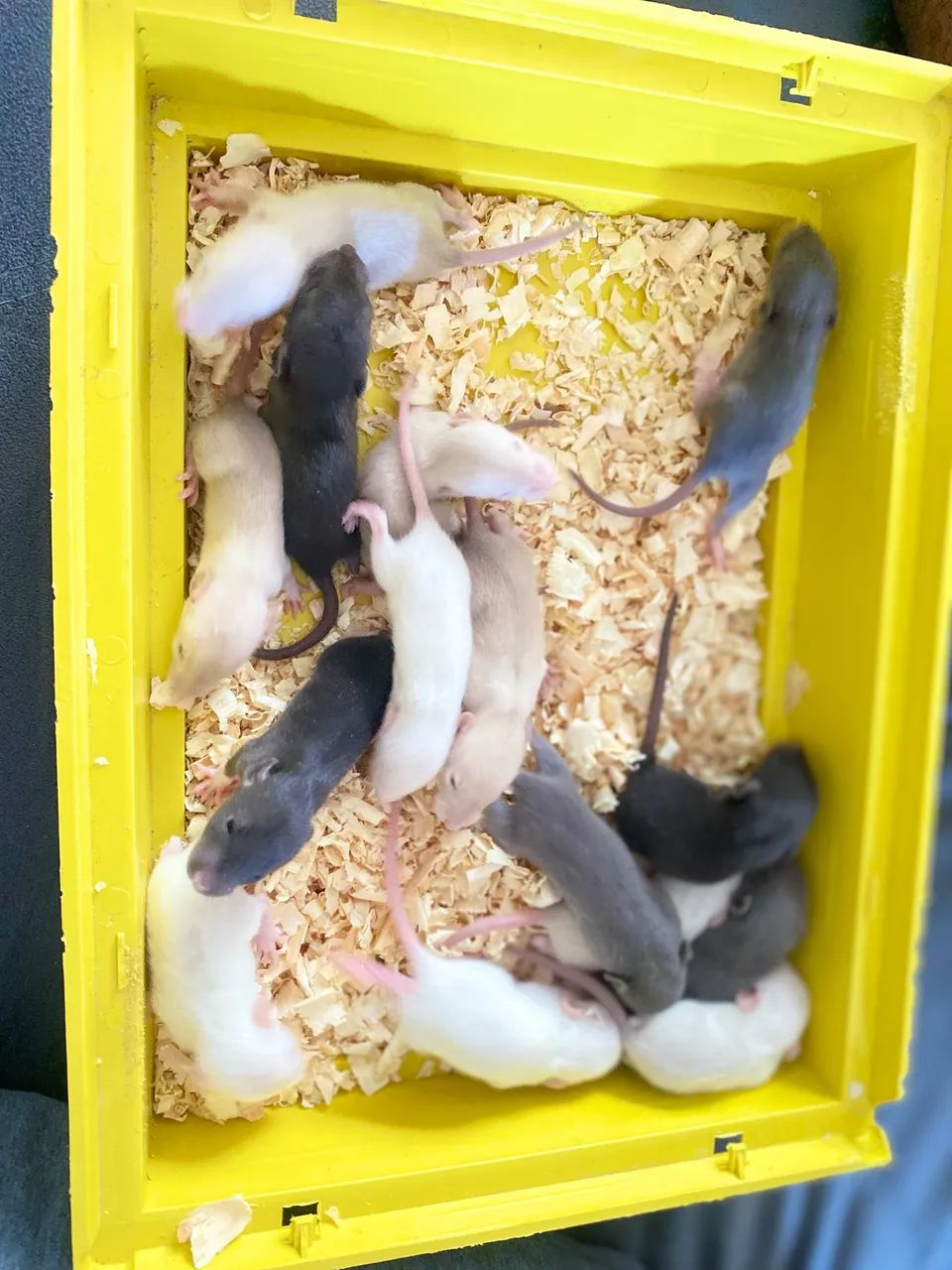 Ratos Swite domestico