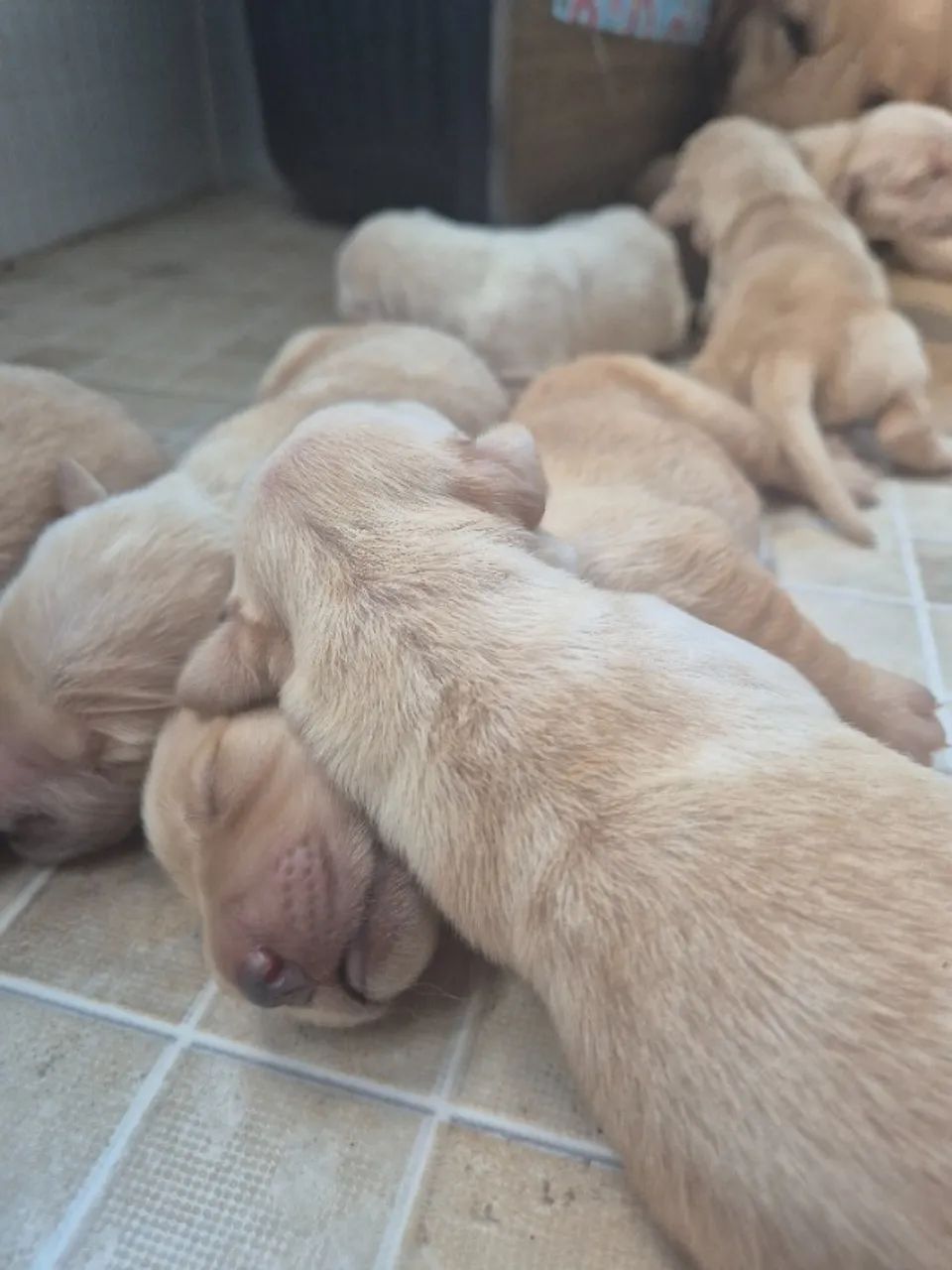2mil! GOLDEN RETRIEVER 1 LINHAGEM - Foto 2