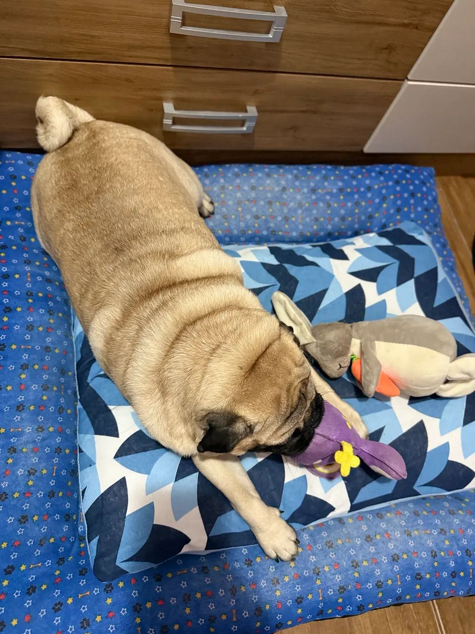 Pug para cruzar  - Foto 3