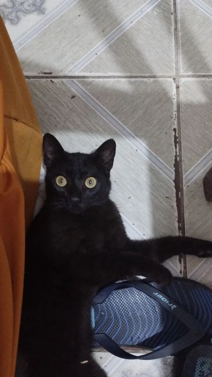 Adote esse Gato  - Foto 3
