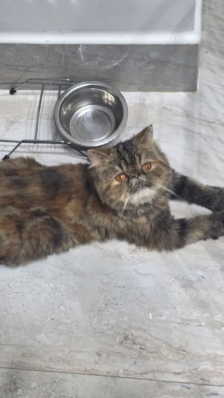 Vendo dois gatos persas.