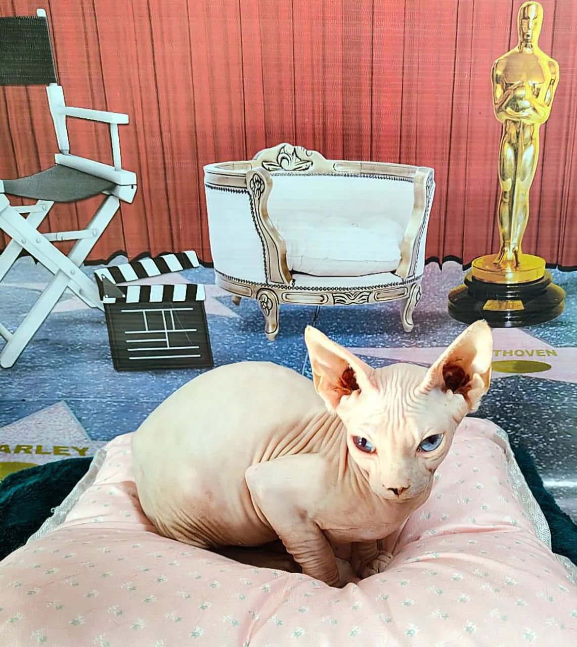 Sphynx macho branco lindo - Foto 5