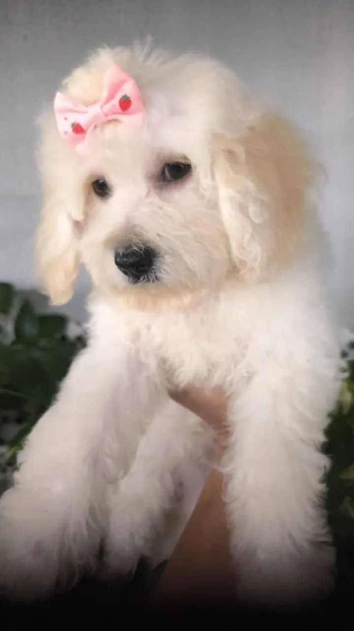 Vendo uma linda filhotinha de poodle  - Foto 3