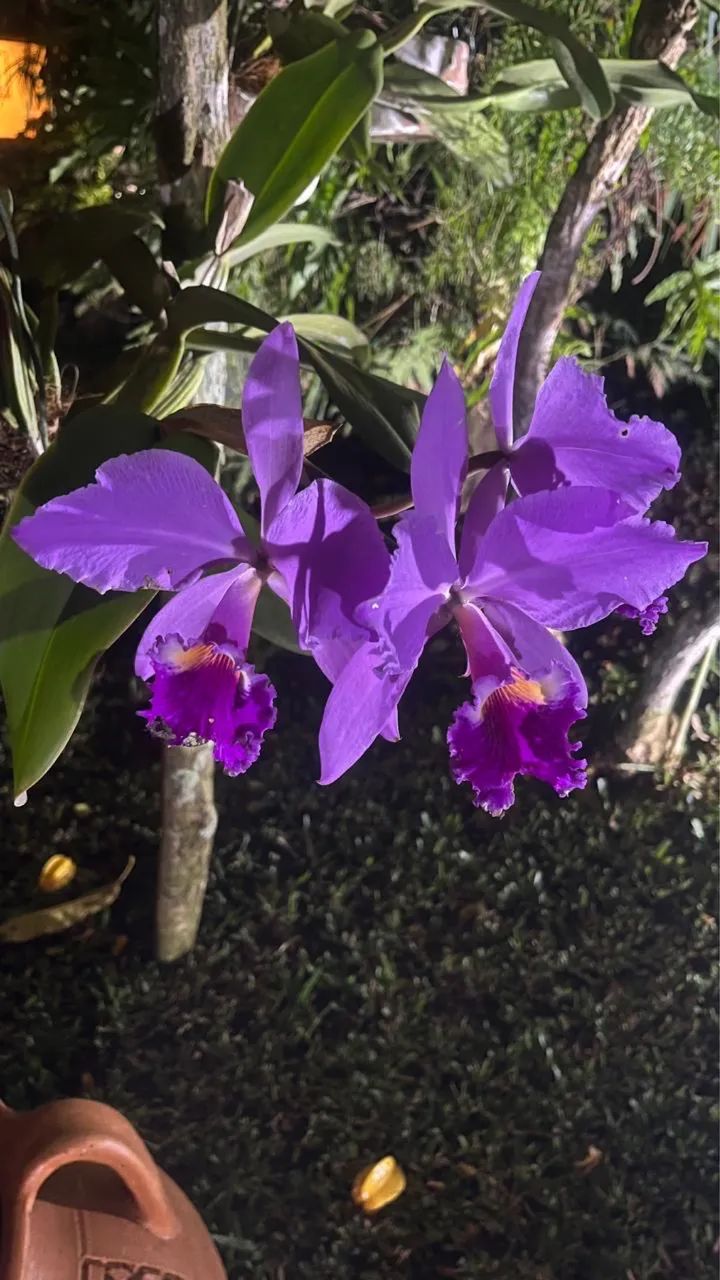 Guaramiranga - Recanto Oliveira Lima - Foto 6