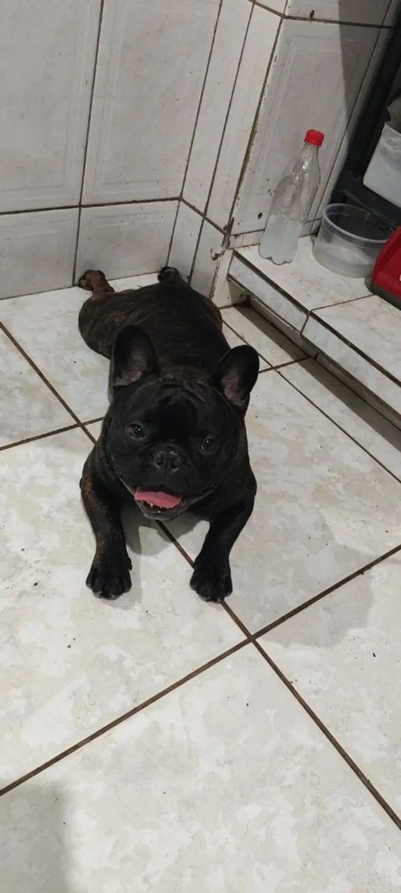 Bulldog francês 