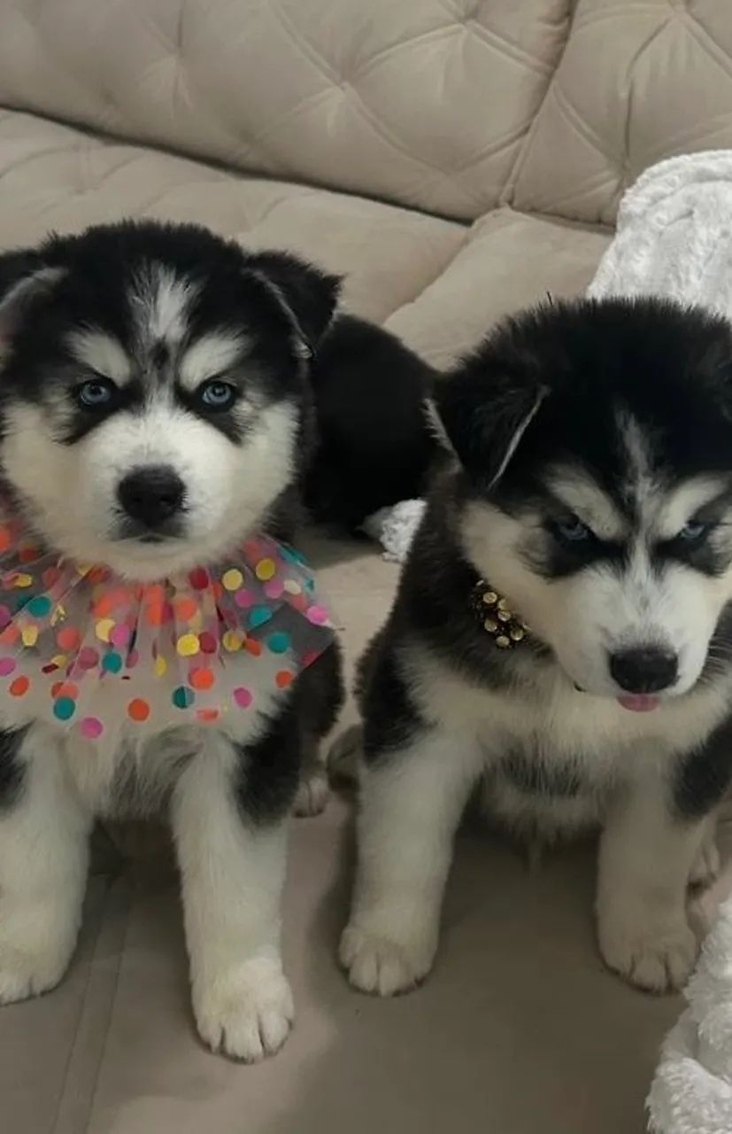 Filhotes de Husky Siberiano pedigree CBKC  - Foto 3