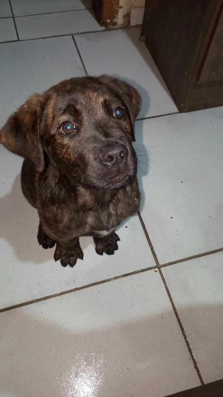 Filhote cane corso  - Foto 2