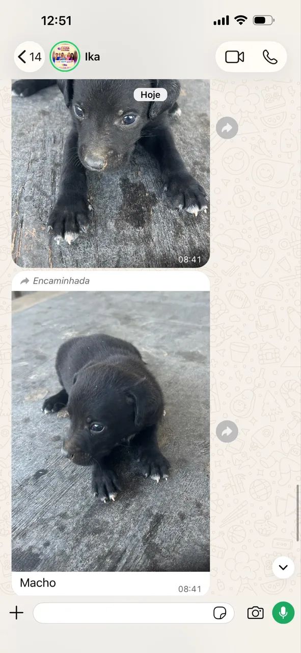 Adoção filhotes? - Foto 4