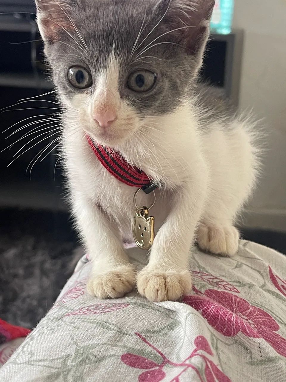 Doação de gato - Foto 2