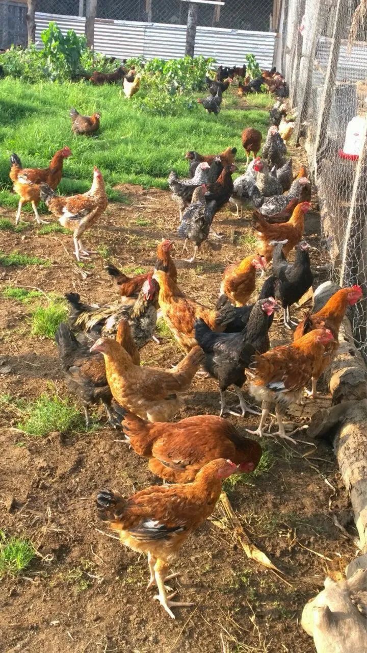 Galos e galinhas Caipira  - Foto 4