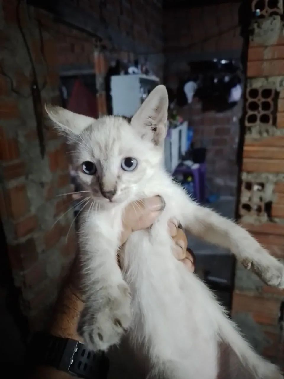 Doação responsável  - Foto 3