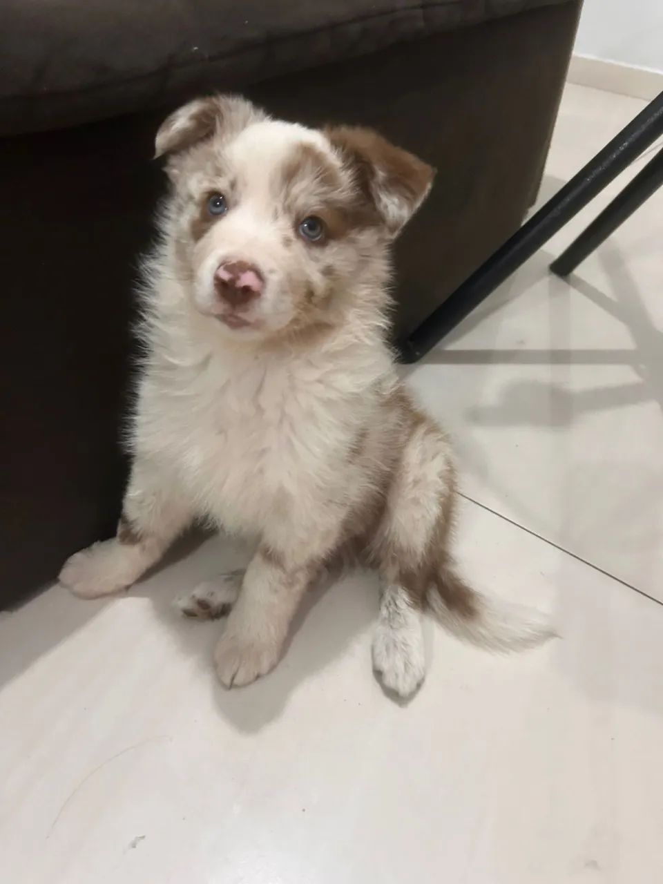 Border Collie - Macho - Foto 3