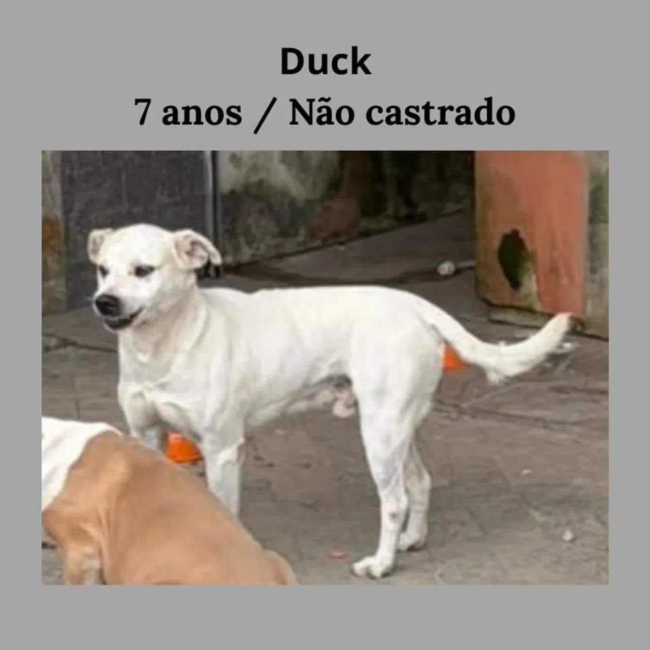 Adoção Responsável  - Foto 2