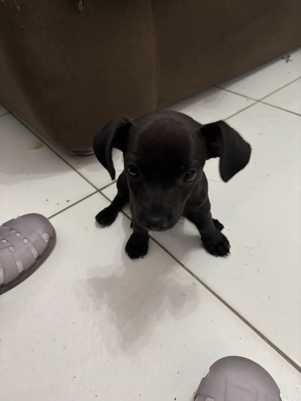 Vendo Pinscher - Foto 2
