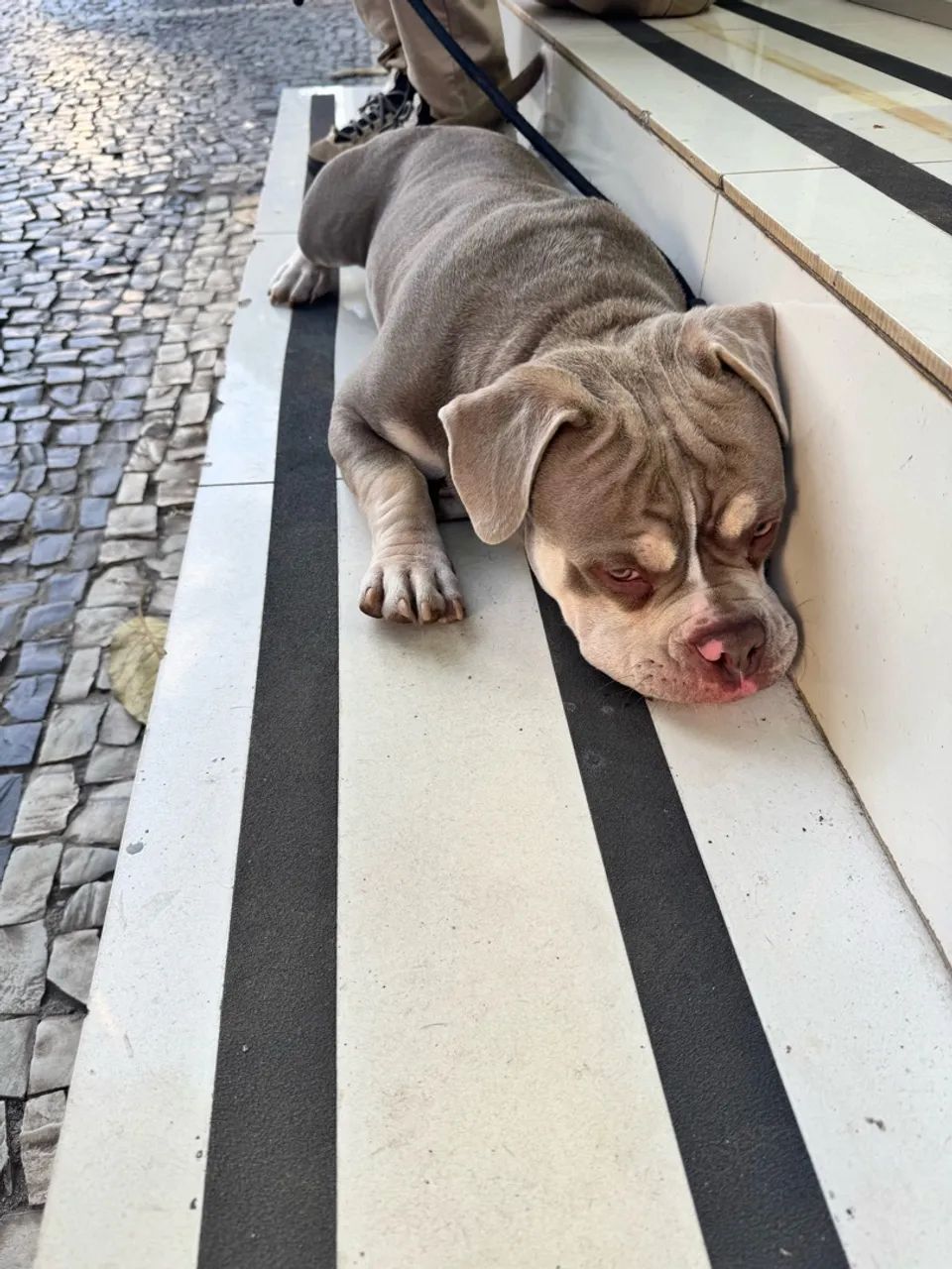 American Bully - Foto 2