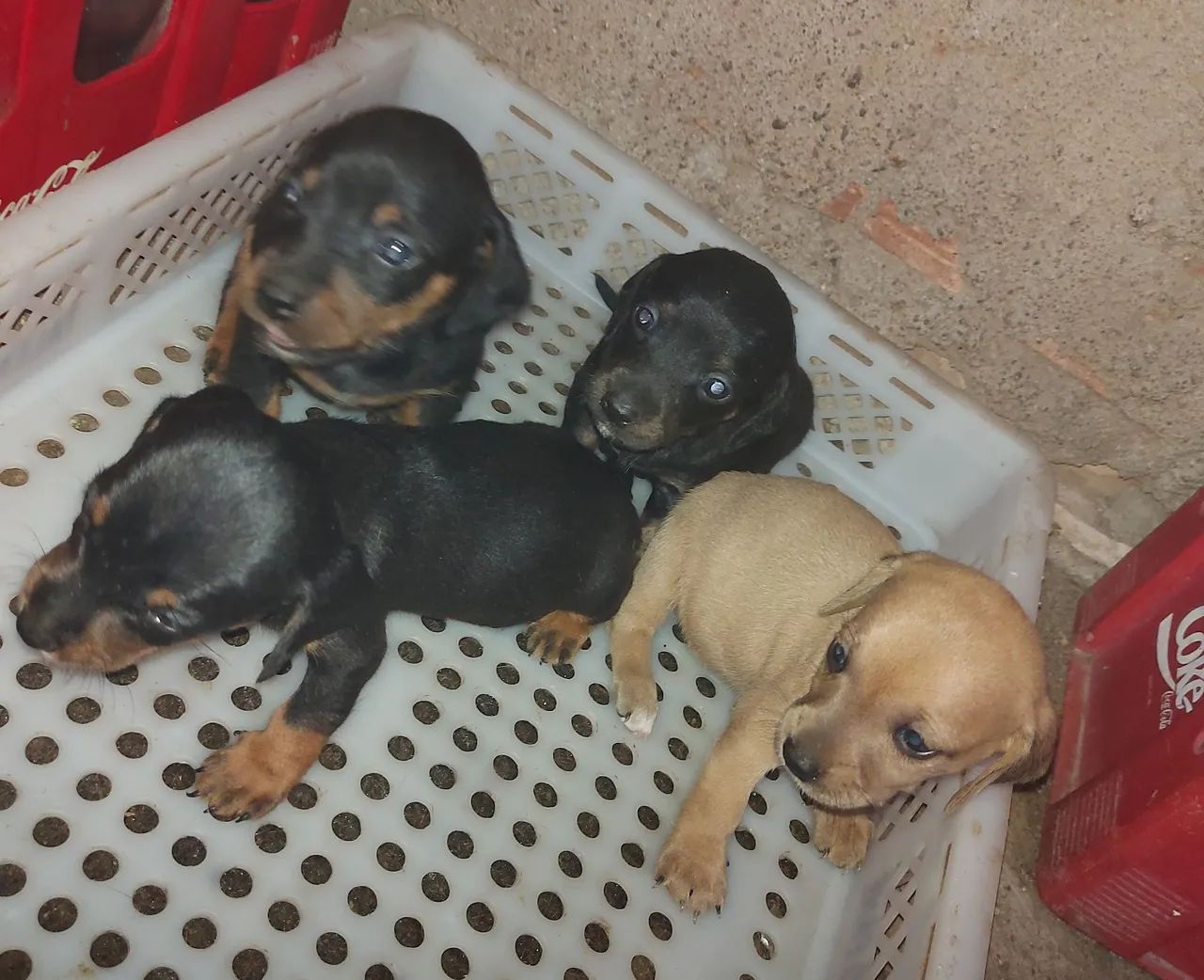 Pets - Foto 4