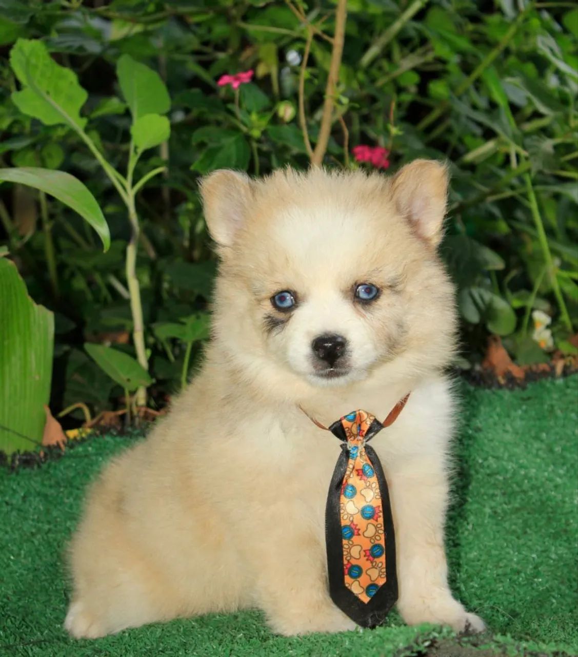 Filhote macho !!! pomsky f3 !!! Mini !!! - Foto 5