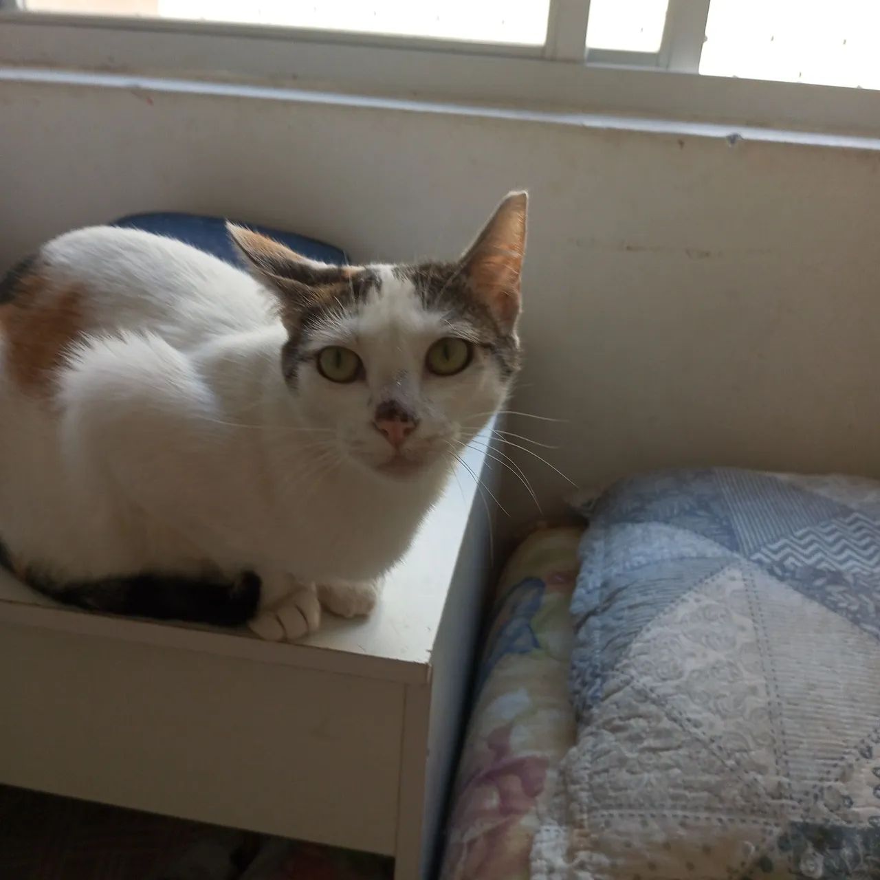 Doa -se Gatos  - Foto 2