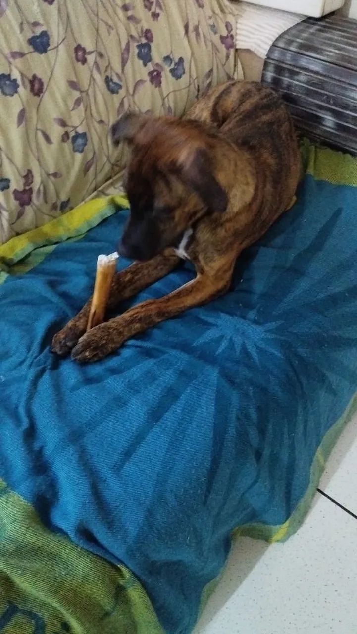 Doação de cão filhote - Foto 2