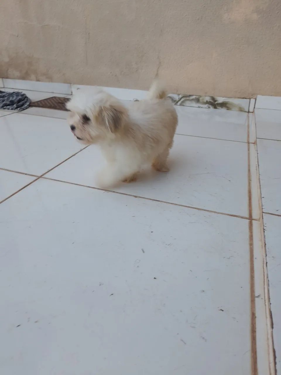Lhasa apso - Foto 3