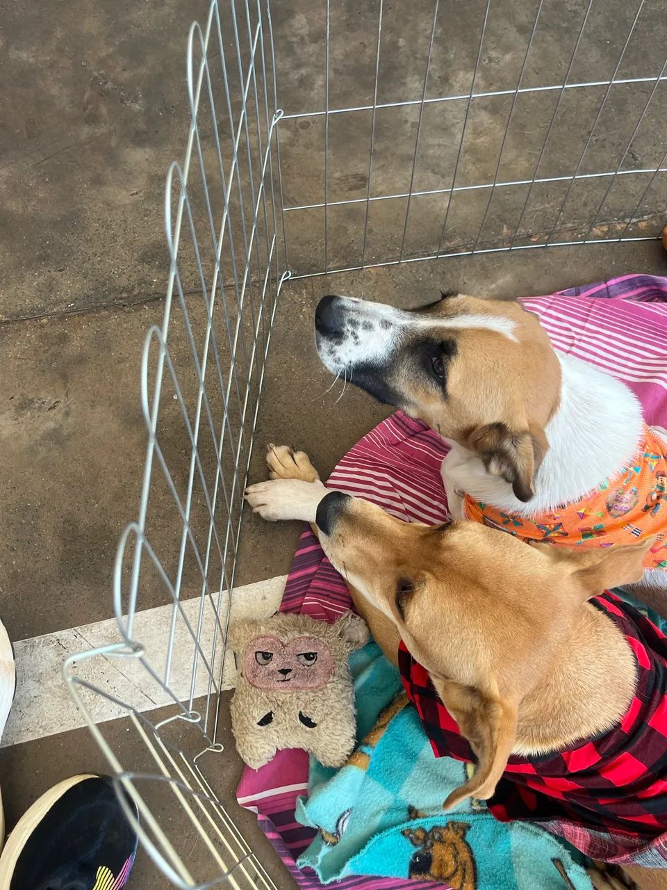 Cachorros para adoção responsável  - Foto 4