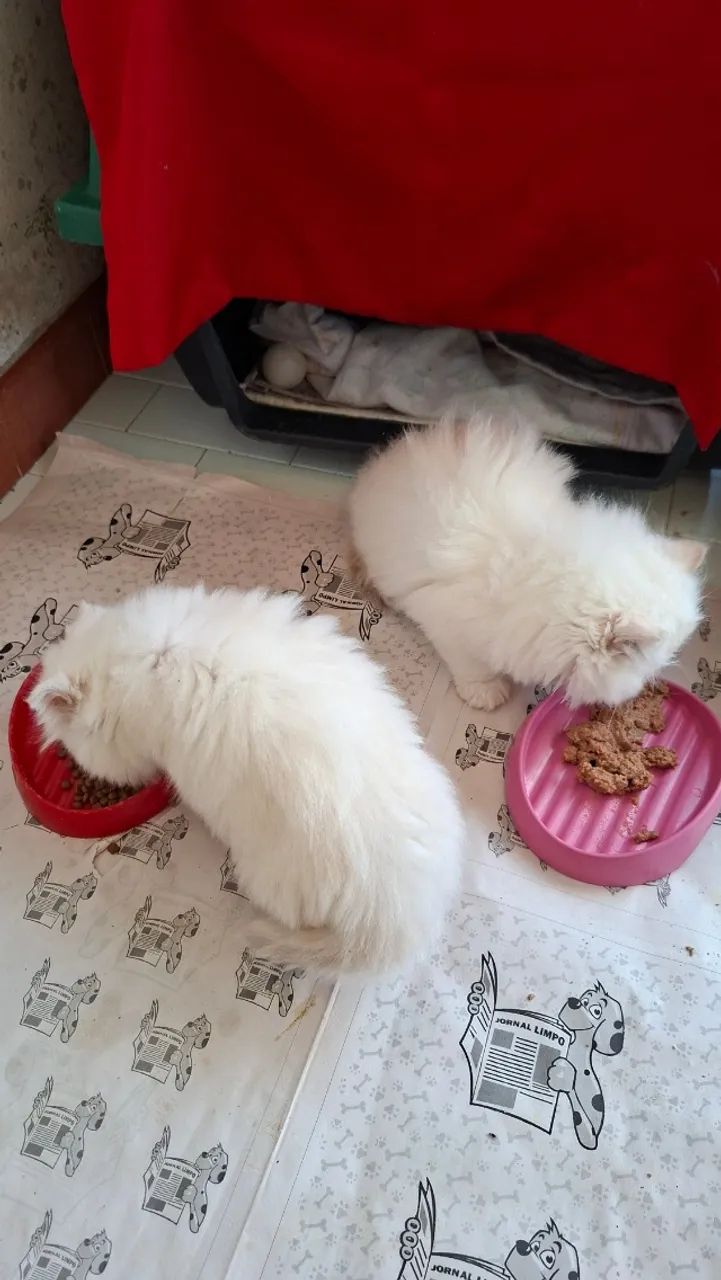 Doçuras de gatinhos persa - Foto 3