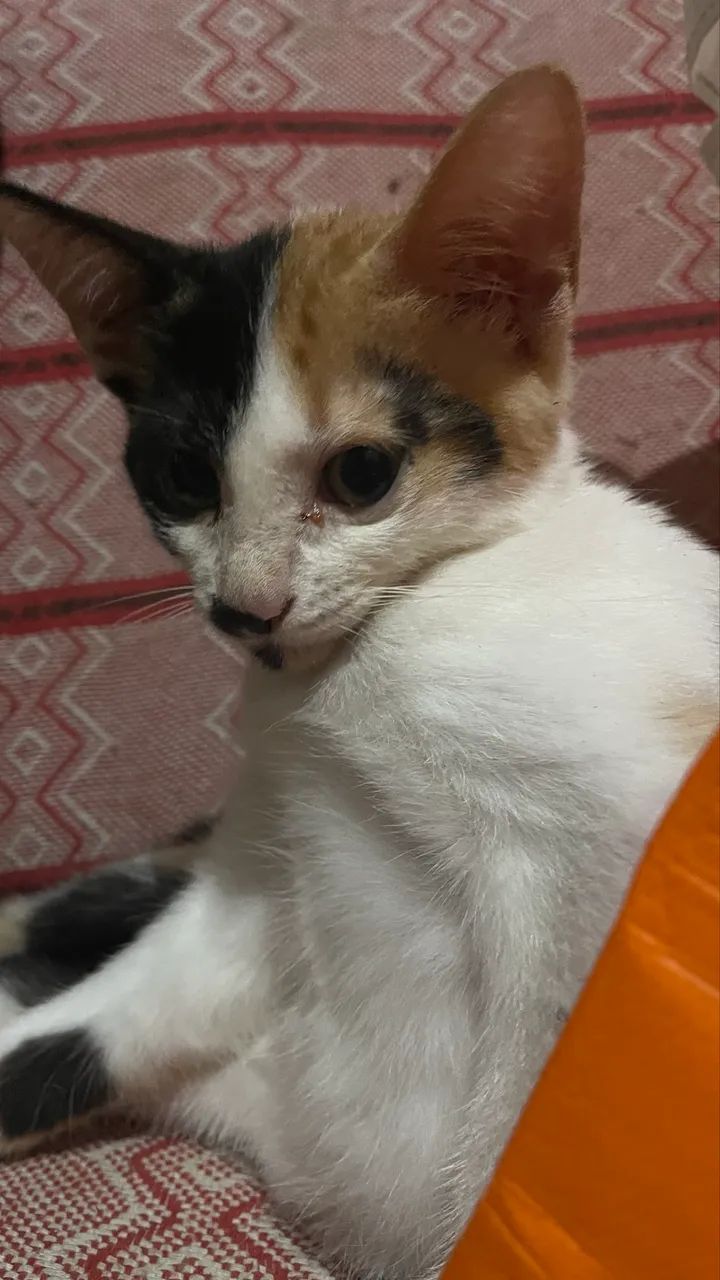 ADOÇÃO RESPONSÁVEL GATA DE 2 MESES  - Foto 2