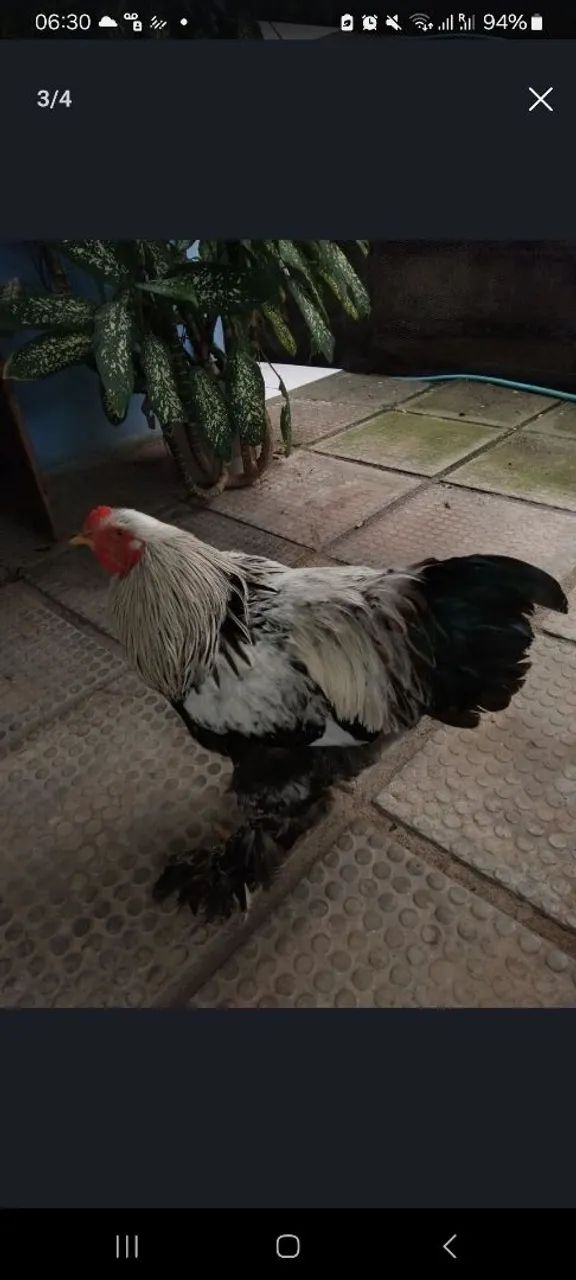 GALO BRAHMA 