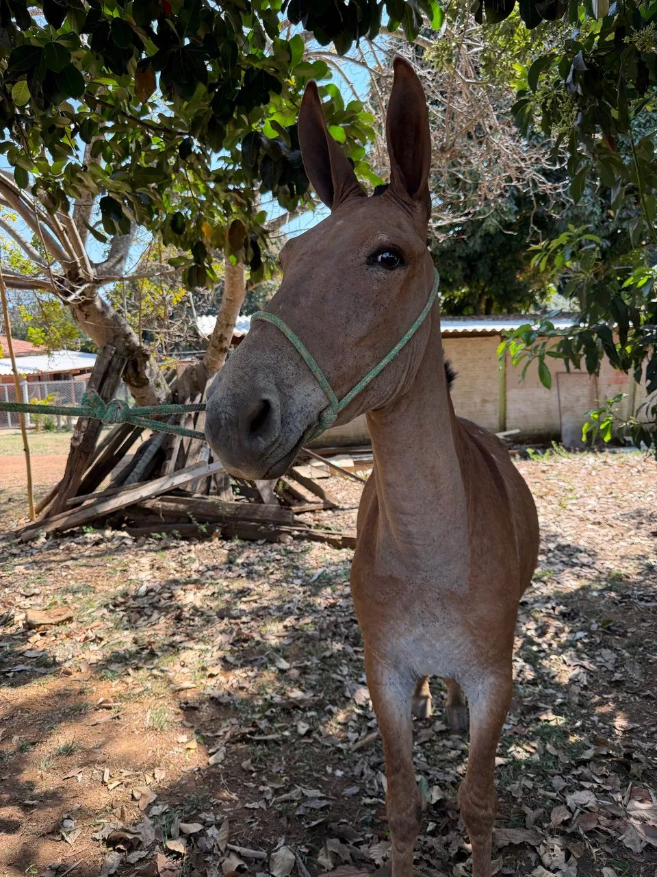 Burro 