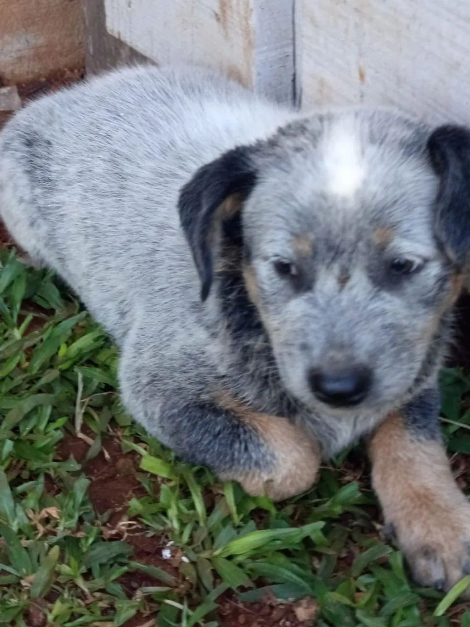 Boiadeiro Australiano - macho - Foto 2