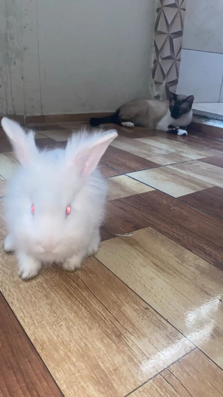 Vendo coelho branco - Foto 6