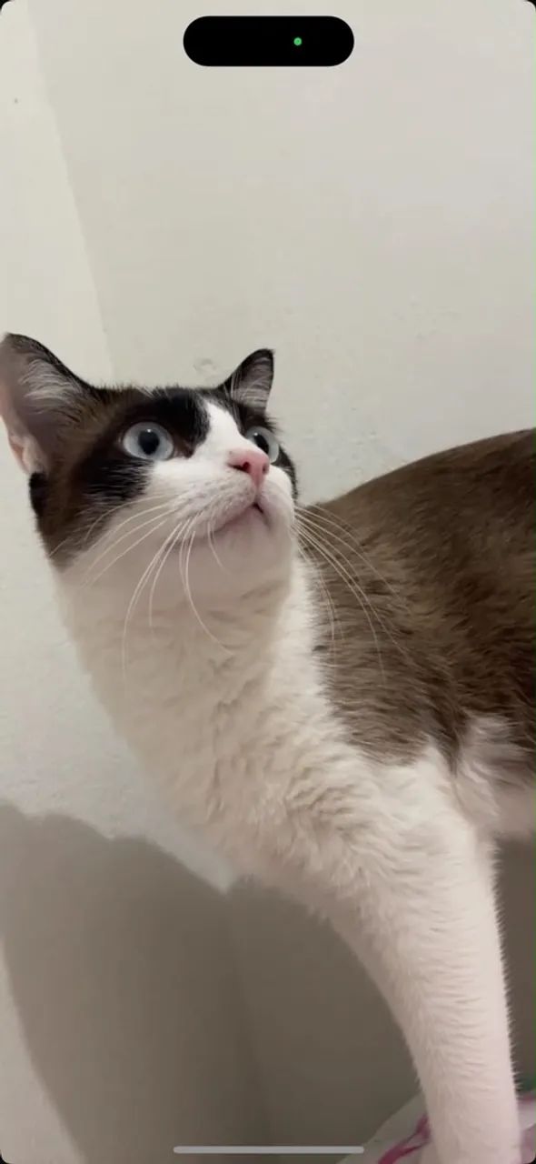 Procura-se Gato Desaparecido - Foto 3