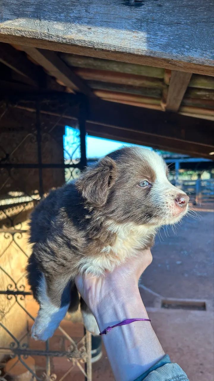Boder collie  - Foto 5